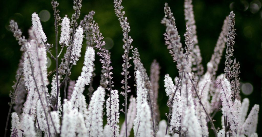 black cohosh for menopause weight loss